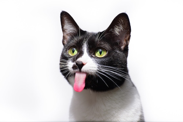 Selectieve aandacht van een zwart-witte schattige kat met zijn tong uit