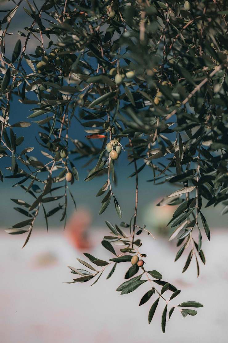 Gratis Foto selectieve aandacht van ronde groene vruchten opknoping van boom