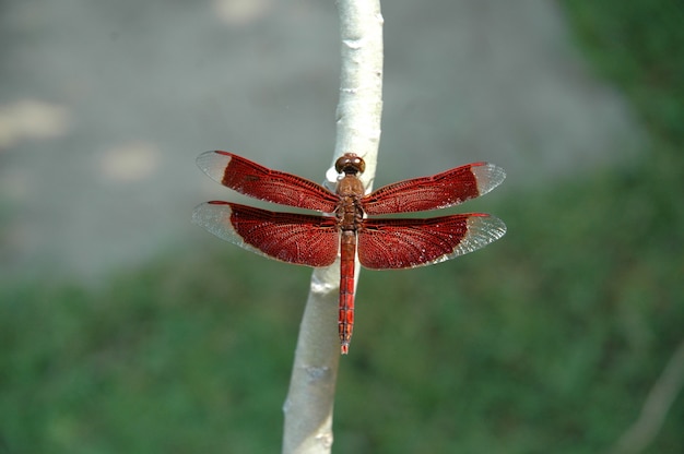 Gratis foto selectieve close-up shot van een rode libel