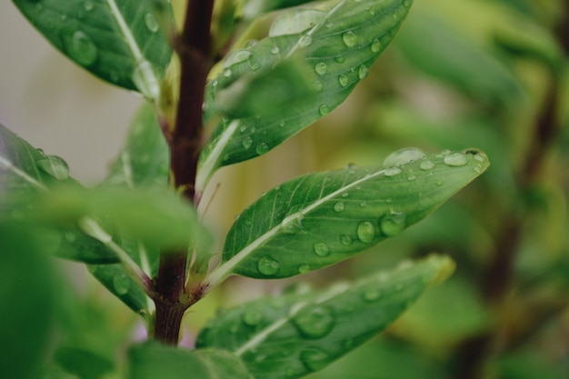 Gratis foto selectieve focus close-up shot van dauwdruppels op een groene plant