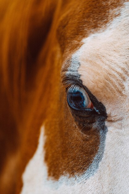 Selectieve focus close-up shot van een oog van een mooi paard