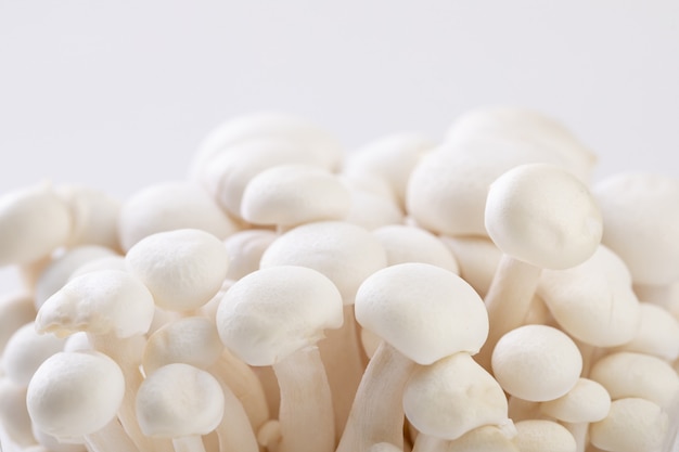 Selectieve focus close-up van gekweekte paddenstoelen