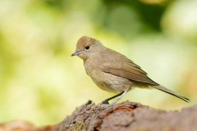 Selectieve focus shot van bruine indigo bunting met gladde groene achtergrond