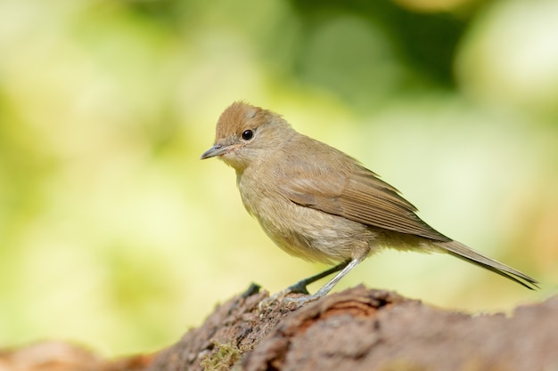 Selectieve focus shot van bruine indigo bunting met gladde groene achtergrond