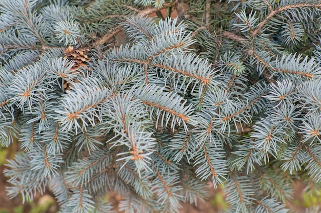 Selectieve focus shot van de takken van een blauwe sparren boom