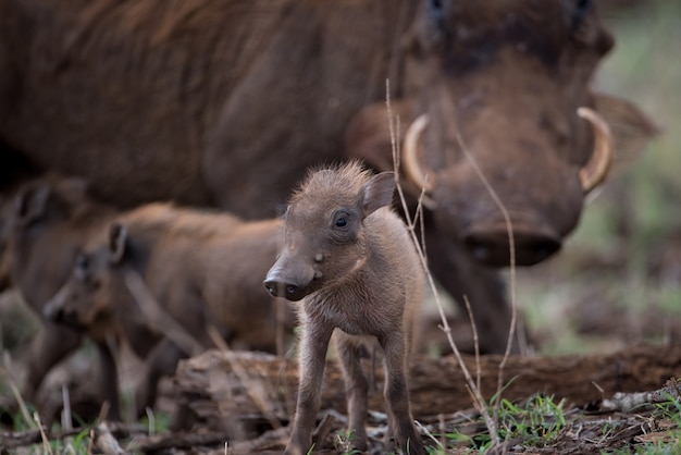 Selectieve focus shot van een baby wrattenzwijn