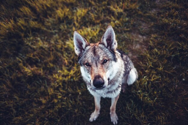 Selectieve focus shot van een bruine en witte hond zittend op de grond en opzoeken