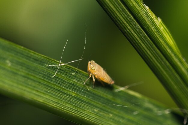 Selectieve focus shot van een bug op een blad