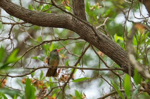 Selectieve focus shot van een exotische vogel zittend op een boomtak