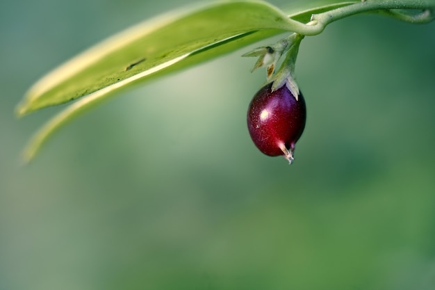 Gratis foto selectieve focus shot van een kastanjebruin fruit met een onscherpe achtergrond