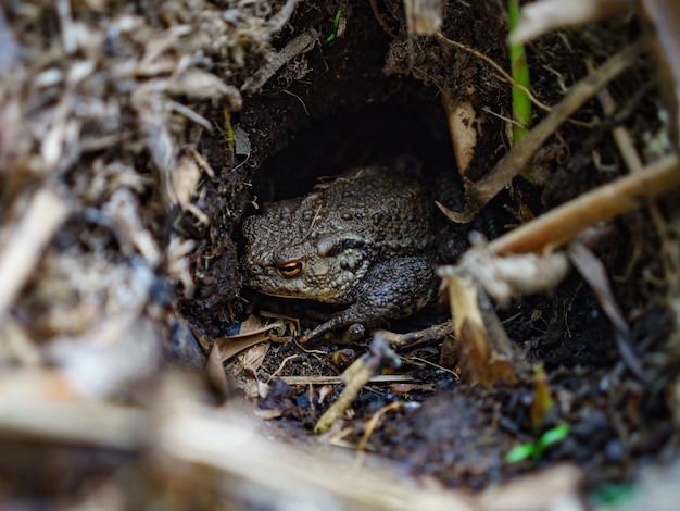 Gratis foto selectieve focus shot van een kikker in een bos