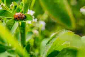 Gratis foto selectieve focus shot van een lieveheersbeestje kever op blad in een veld vastgelegd op zonnige dag