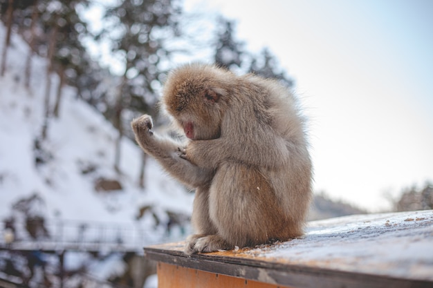 Selectieve focus shot van een makaak aap kijken naar zijn arm