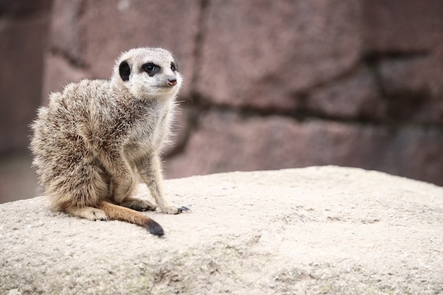 Selectieve focus shot van een meerkat op een rots terwijl u rondkijkt