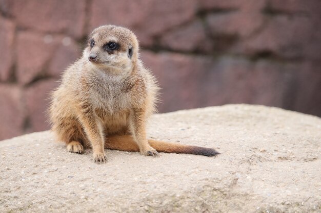 Selectieve focus shot van een meerkat op een rots