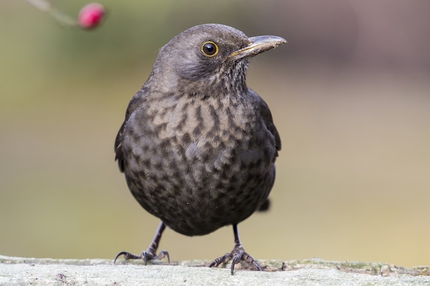 Gratis foto selectieve focus shot van een prachtige exotische mus op de tak van een boom