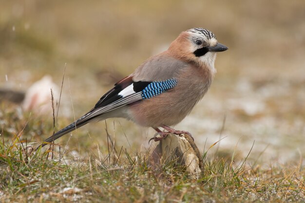 Selectieve focus shot van een prachtige jay zat op een rots