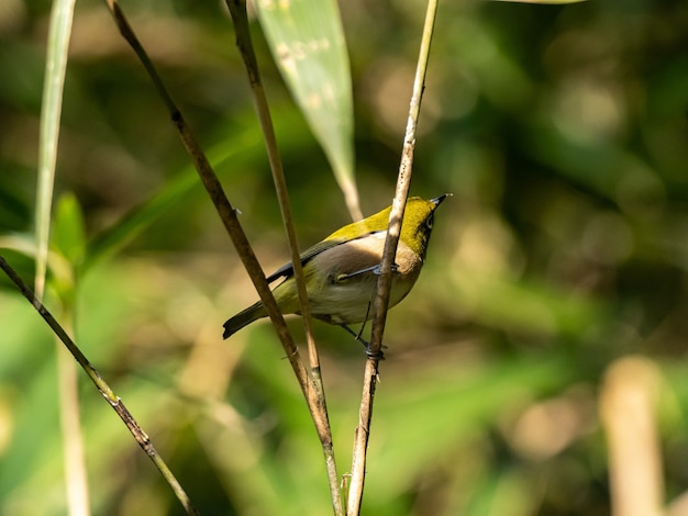 Selectieve focus shot van een schattig Warbling white-eye rustend op het takje in Izumi-bos in Yamato