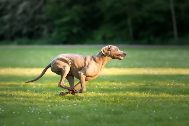 Gratis foto selectieve focus shot van een schattige bruine hond weimaraner