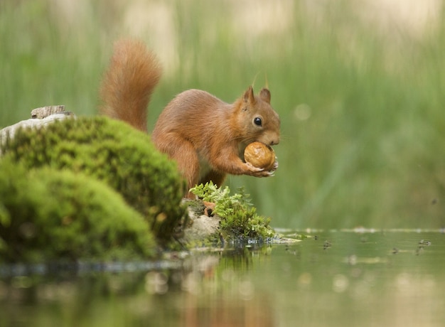 Gratis foto selectieve focus shot van een schattige bruine vos eekhoorn