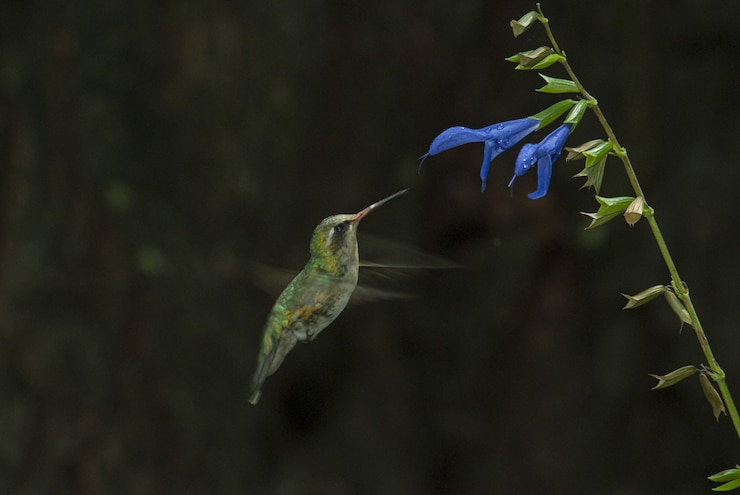 Gratis Foto selectieve focus shot van een schattige colibri ruiken de smaak van een blauwe bloem