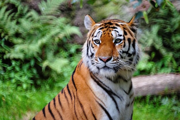 Selectieve focus shot van een tijger