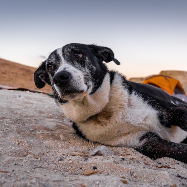 Selectieve focus shot van een trieste hond liggend op het zand met een oranje tent in de ruimte