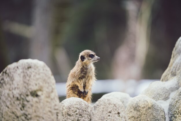 Selectieve focus shot van een waakzame meerkat achter stenen