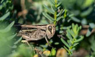 Gratis foto selectieve focus shot van een wit-gestreepte sprinkhaan tussen vegetatie op het maltese platteland