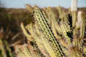 Gratis foto selectieve focus shot van exotische cactussen planten