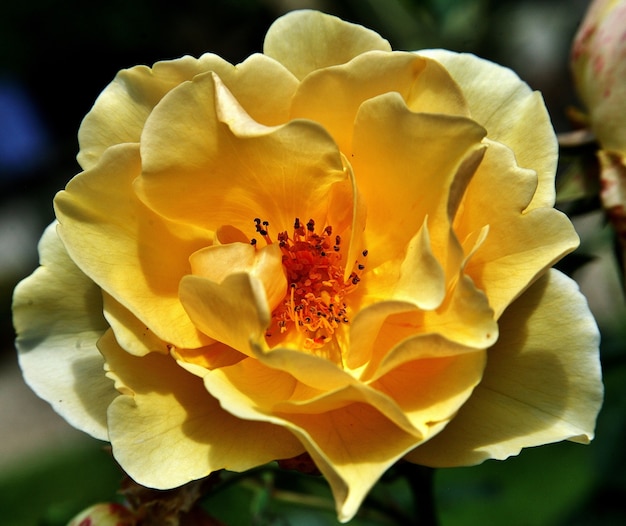 Selectieve focus shot van gele floribunda roos in de tuin in Diepenheim, Nederland