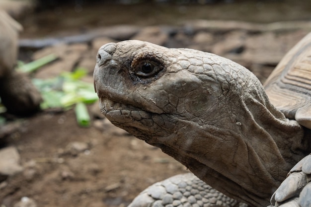 Gratis foto selectieve focus shot van het hoofd van een grote schildpad met aarde en bladeren