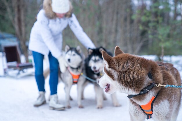 Selectieve focus shot van husky honden in het bos tijdens de winter