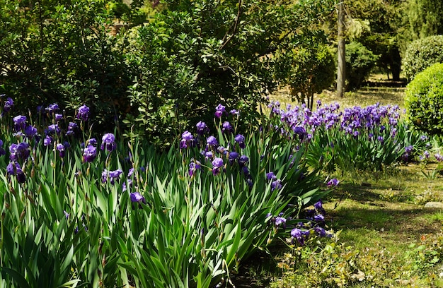 Selectieve focus shot van irissen in de tuin overdag