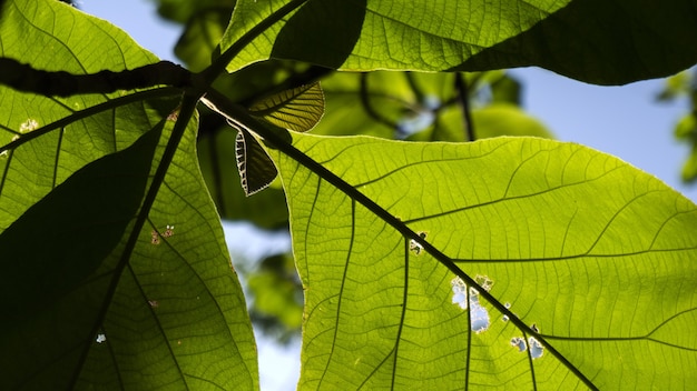 Selectieve focus shot van Terminalia catappa bladeren met een blauwe hemelachtergrond