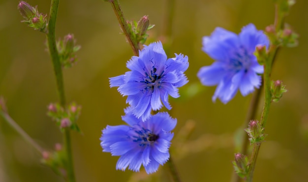 Selectieve focus van bloeiende blauwe bloemen in de tuin