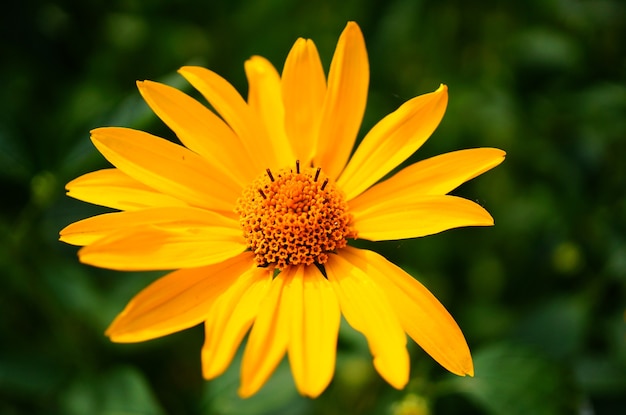 Selectieve focus van de prachtige valse zonnebloem