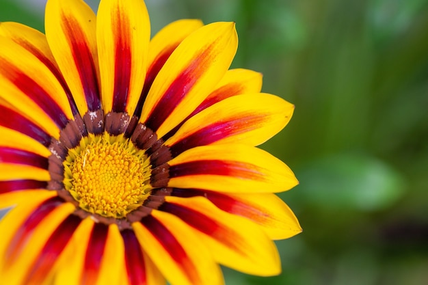 Selectieve focus van een gele bloem met rode vlekken op bladeren