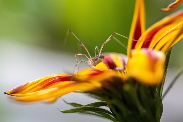 Selectieve focus van een gele bloem met rode vlekken op de bloembladen petal