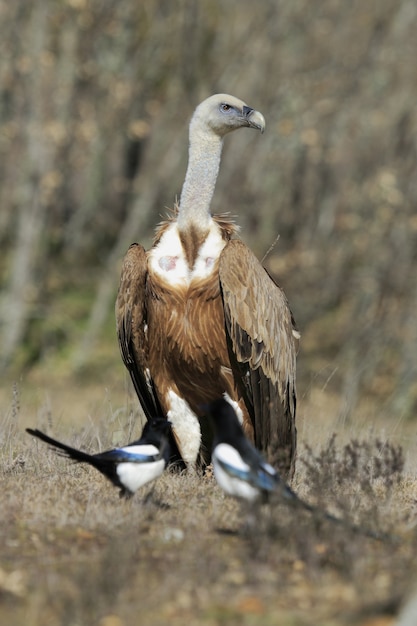 Gratis foto selectieve focus van een kaapse gier die overdag op de grond staat met twee black-billed eksters