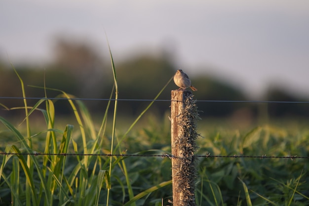 Gratis foto selectieve focus van een kleine vogel op een houten hek