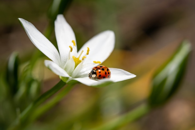 Selectieve focus van een lieveheersbeestje zittend op het bloemblad van een bloem