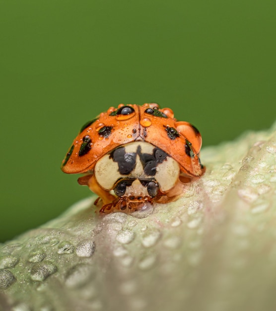 Selectieve focus van een oranje lieveheersbeestje op een groen blad met waterdruppels