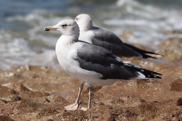 Selectieve focus van een zeemeeuw op een rotsachtig oppervlak in de buurt van de zee