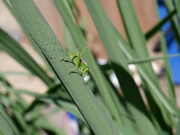 Gratis foto selectieve focus van groene sprinkhaan op het grassprietje