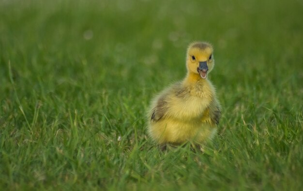 Selectieve focus van het schattige kleine pluizige eendje op het grasveld