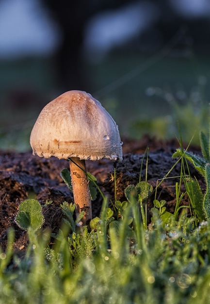 Selectieve focus van kleine wilde paddenstoelen die in een bos groeien