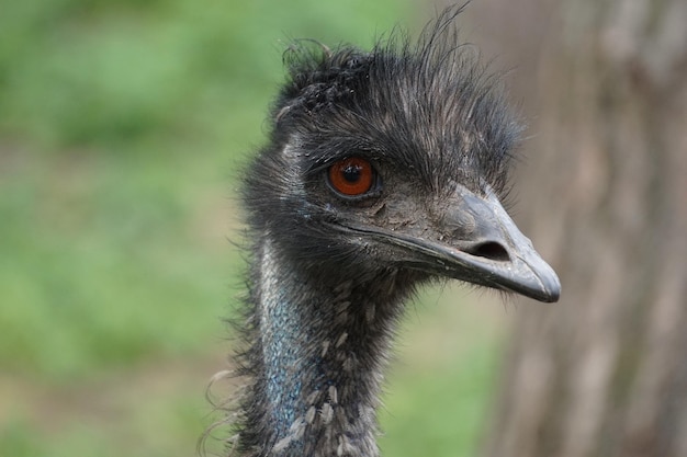 Gratis foto selectieve focus van struisvogelkop in de natuur