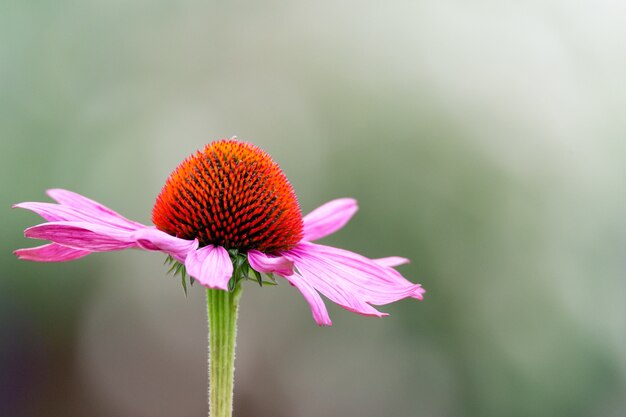 Selectieve focusopname van een Black-Sampson echinacea-bloem in de tuin