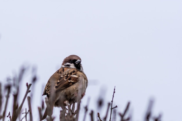 Gratis foto selectieve focusopname van een euraziatische boommus die op twijgen zit